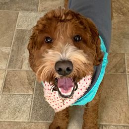 Jackson - Australian Labradoodle