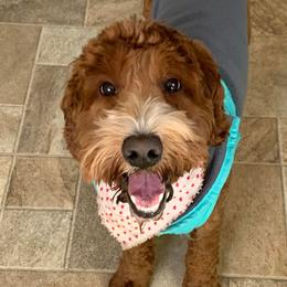 Jackson - Australian Labradoodle