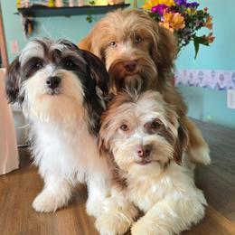 Asha - Chocolate female Havanese puppy in Mason City, Iowa from Hoku Havanese