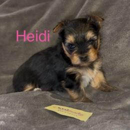 Heidi - Chocolate, tan and white female Yorkshire Terrier puppy in Seneca, Missouri from M.Y. Morkies and Yorkies