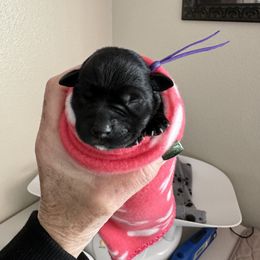 Girl 4 - Black and silver Miniature Schnauzer puppy in Bakersfield, California from Connie's Mini Schnauzer’s