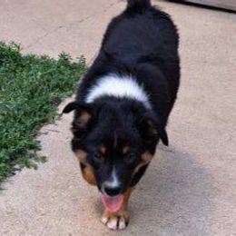 Australian Shepherd Puppies from Leanin B Aussies
