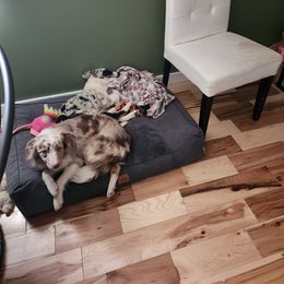 Border Collie Puppies from Cullins Collies