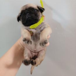 Isla - Fawn female Pug puppy in Auburn, Kentucky from Prentice Family Pugs