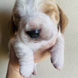 Basset Hound Puppies from Savage Sisters Basset Hounds