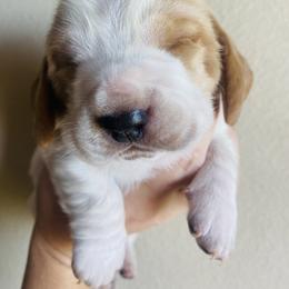 Basset Hound Puppies from Savage Sisters Basset Hounds