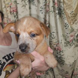 Big Red Boy 3 - Red mottled female Australian Cattle Dog puppy in Center Point, Texas from Lone Star Heelers