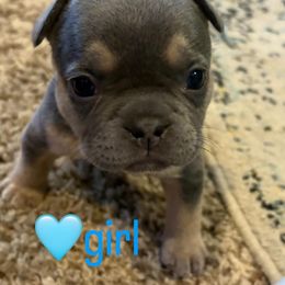 French Bulldog Puppies from Ballen Bulldogs