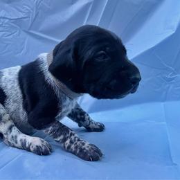 Grey collar - Black and white male German Shorthaired Pointer puppy in Fremont, Nebraska from Weiland GSP's