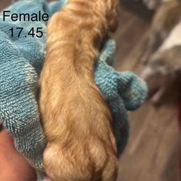 Girl 1 - Yellow female Labrador Retriever puppy in Cullman, Alabama from Chara’ Labradors