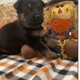 German Shepherd Puppies from Stonewick German Shepherds