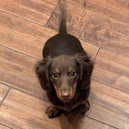 Dachshunds from Sweet Little Dachshunds