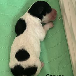 Boy 2 - male Havanese puppy in Lawrenceville, Georgia from Alchemy Havanese