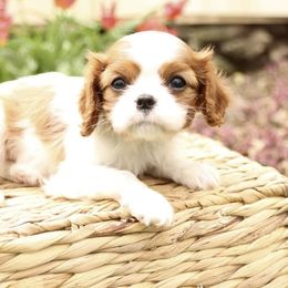 Cavalier King Charles Spaniel Puppies from Happily Ever After Cavaliers
