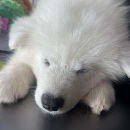 Samoyed Puppies from Sugar Sweet Samoyeds