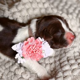 Banshee - White and brown female Newfoundland puppy in Madison, Wisconsin from Riddle Family Newfoundland