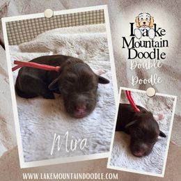 Mira - Chocolate female Double Doodle puppy in Eagle Mountain, Utah from Lake Mountain Doodle
