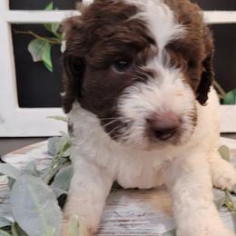 Aussiedoodle and Goldendoodle Puppies from Hunting Creek Kennels