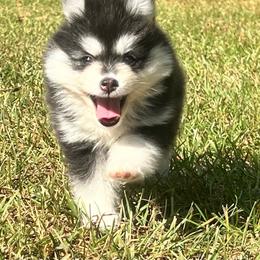 Tennessee Girl 1 - Black and white female Pomsky puppy in Monroe, Georgia from Beastly Beauties Huskies & Pomskies