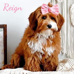 Reign - Australian Labradoodle