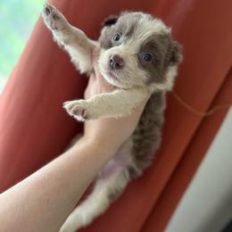 Odin - White and red male Border Collie puppy in Grapeview, Washington from Athena’s Collies