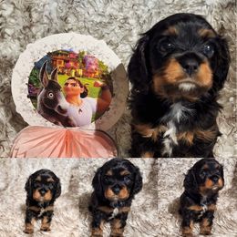 Cavalier King Charles Spaniel and Siberian Husky Puppies from Southern Edge Kennel