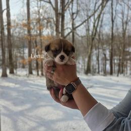 Lena - Red and white female American Corgi puppy in Centerville, Tennessee from Katerina's American Corgis