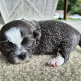 Blue and white boy - Blue and white male Shih Tzu puppy in Newark, Ohio from Gemini Kennels