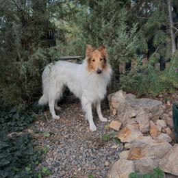 Alice - White female Collie puppy in Nine Mile Falls, Washington from Glenelg Collies