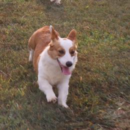 American Corgis and Pembroke Welsh Corgis from Cold Creek Family Farm LLC