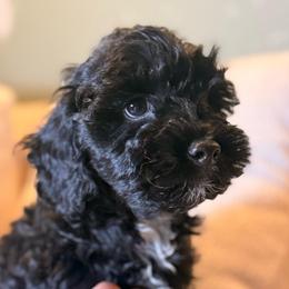 Dune - Black and white male Cockapoo puppy in Saint Louis, Missouri from Jax Doodles