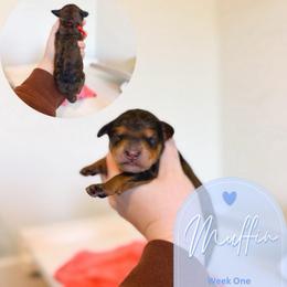 Muffin - Merle male Goldendoodle puppy in California City, California from Summer Sun Doodles