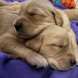 Golden Retriever Puppies from Gold 'N Dust Ranch