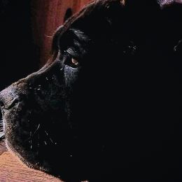 Cane Corso from Dolce Luna Corsos
