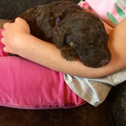 Bernedoodle Puppies from Cry Woof LLC