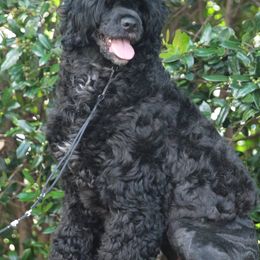 Portuguese Water Dogs from Coves End