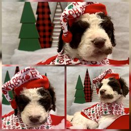 Sage - Chocolate female Goldendoodle puppy in Tennessee from Middle Tennessee Golden Doodles