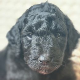 Assorted Doodle Crosses Puppies from LaiCi Doodles