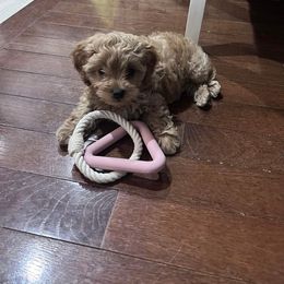 Cavapoo and Cockapoo Puppies from TSC Doodles of Virginia Beach