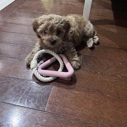 Cavapoo and Cockapoo Puppies from TSC Doodles of Virginia Beach