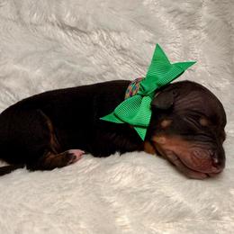Mullet - Black and tan male American Hairless Terrier puppy in Westland, Michigan from Lazuli Great Danes & Bare Necessities American Hairless Terriers