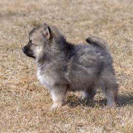 Pomsky Puppies from New World Pomskies
