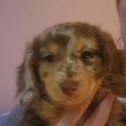 Girl1 - Dapple female Dachshund puppy in Anderson, South Carolina from Iron Butterfly Kennels