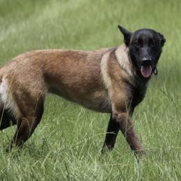 Pearl - Belgian Malinois