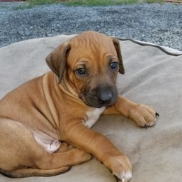 Rhodesian Ridgeback Puppies from Willowist Rhodesian Ridgebacks