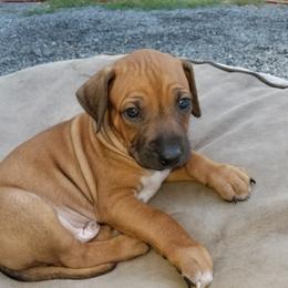 Rhodesian Ridgeback Puppies from Willowist Rhodesian Ridgebacks