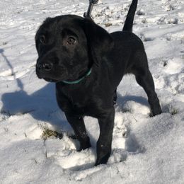 Labrador Retriever Puppies from Harvest Moon Farm