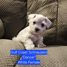 Dancer - White female Miniature Schnauzer puppy in Mobile, Alabama from Gulf Coast Schnauzers