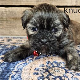 Knuckles - Brindle male Lhasa Apso puppy in Jefferson, New York from Absolute Lhasa Love