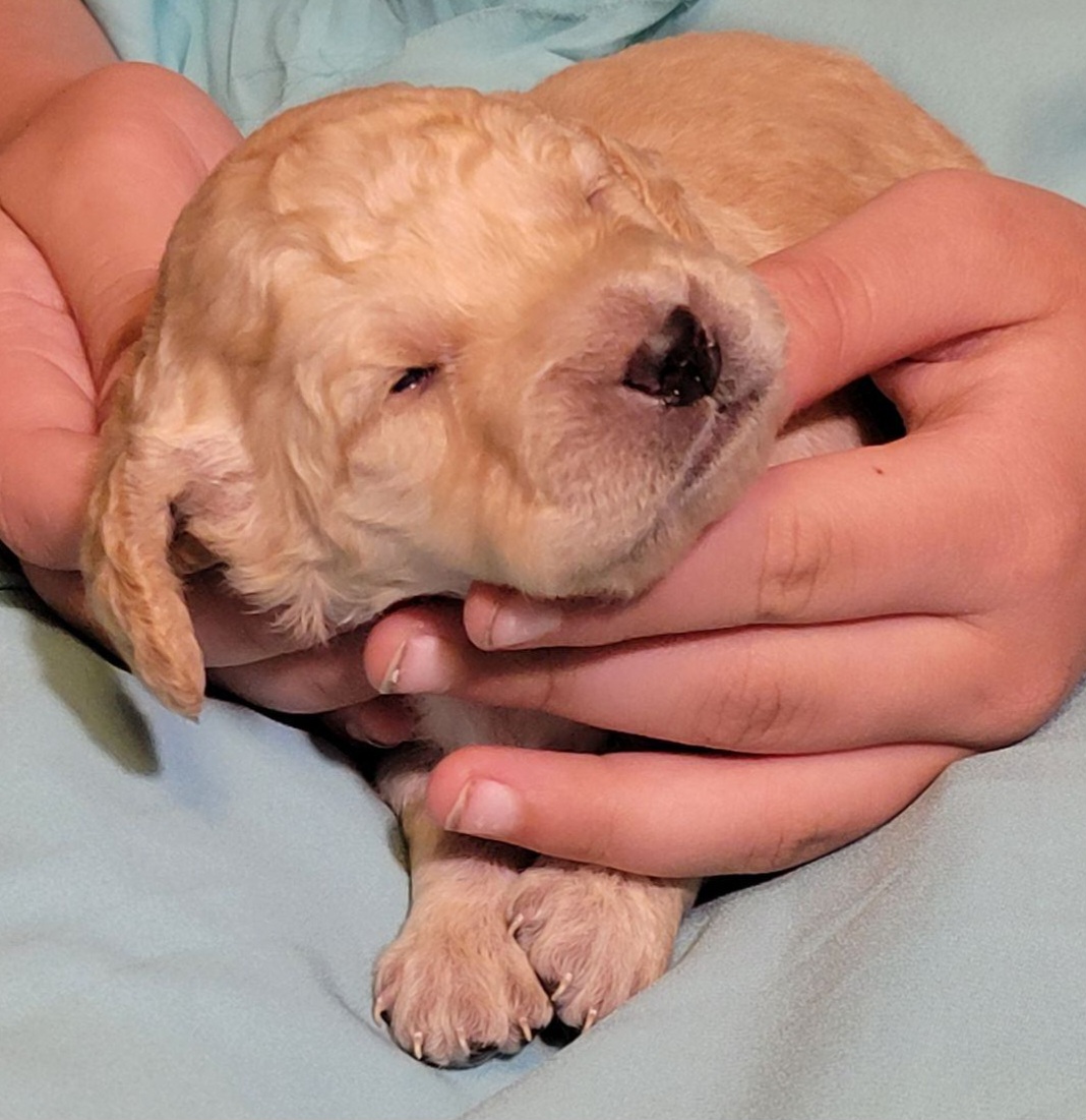Cockapoo Puppies from Cano Cockapoos